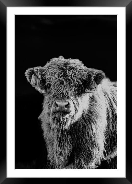 A Highland Cow looking at the camera Framed Mounted Print by Duncan Loraine