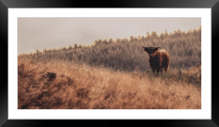 Outdoor field with Highland Cow Framed Mounted Print by Duncan Loraine