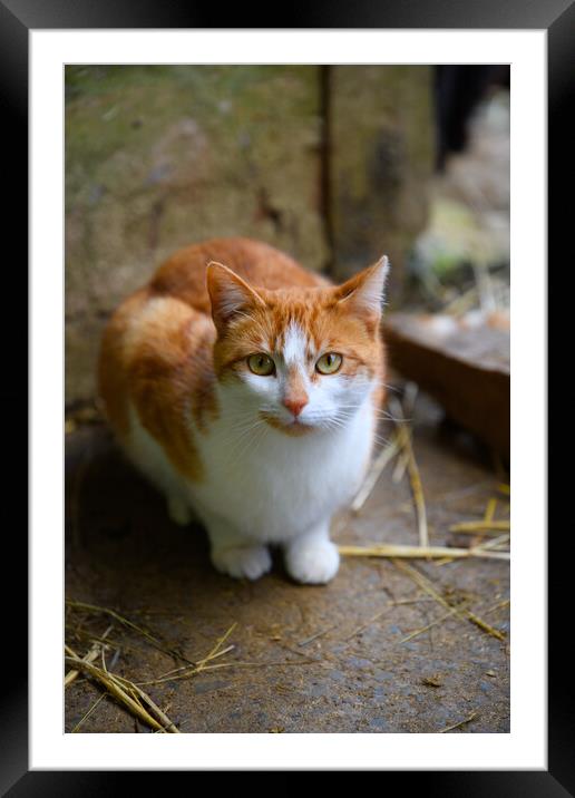 The Curious Farm Cat Framed Mounted Print by Duncan Loraine