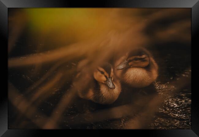 Tranquil Duckling Siblings Framed Print by Duncan Loraine
