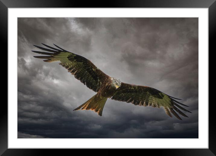 Soaring through the Clouds Framed Mounted Print by Duncan Loraine