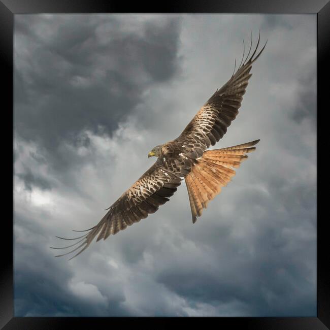 Red Kite Framed Print by Duncan Loraine