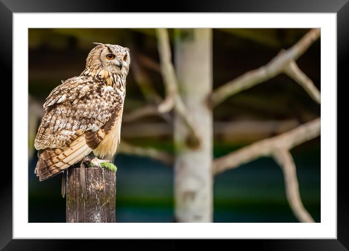 A wise Owl Framed Mounted Print by Duncan Loraine