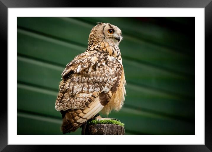 Animal bird Framed Mounted Print by Duncan Loraine