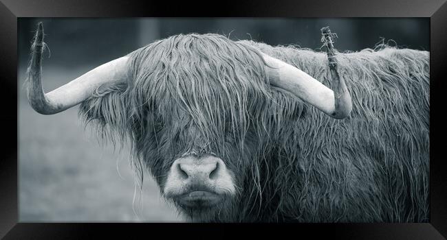 Highland Cow Framed Print by Duncan Loraine