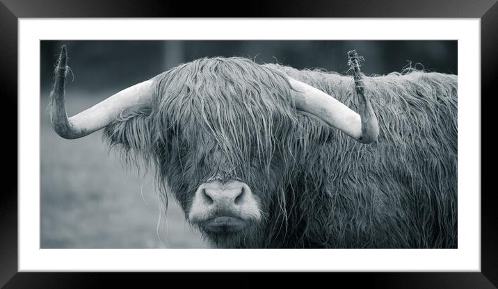 Highland Cow Framed Mounted Print by Duncan Loraine