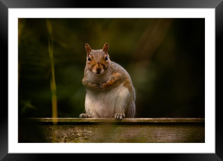 Squirrel on a fence Framed Mounted Print by Duncan Loraine