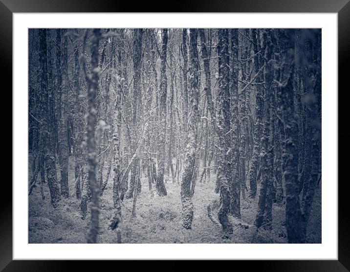Trees in a winter forest Framed Mounted Print by Duncan Loraine