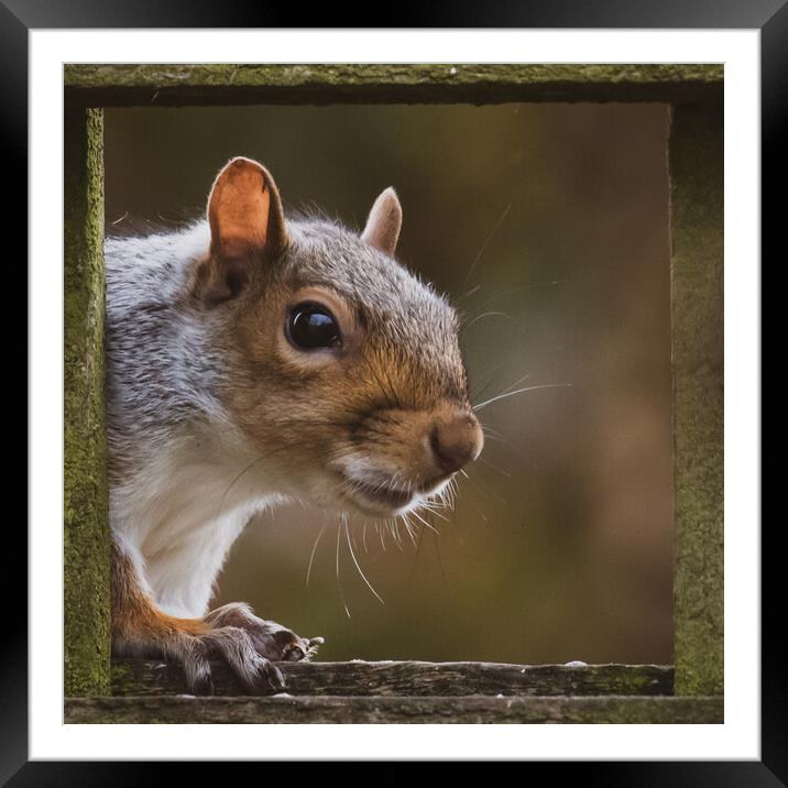 Vibrant Red Squirrel on a Winter Day Framed Mounted Print by Duncan Loraine