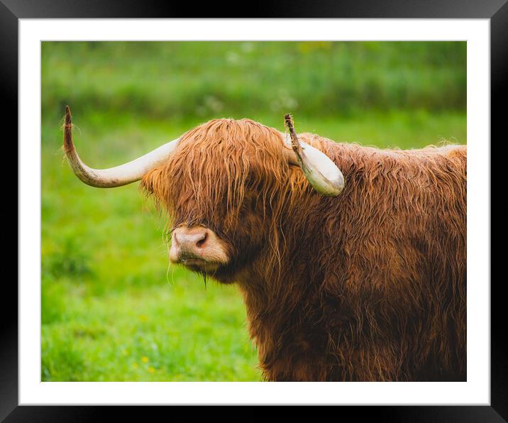 A brown cow standing on top of a grass covered fie Framed Mounted Print by Duncan Loraine