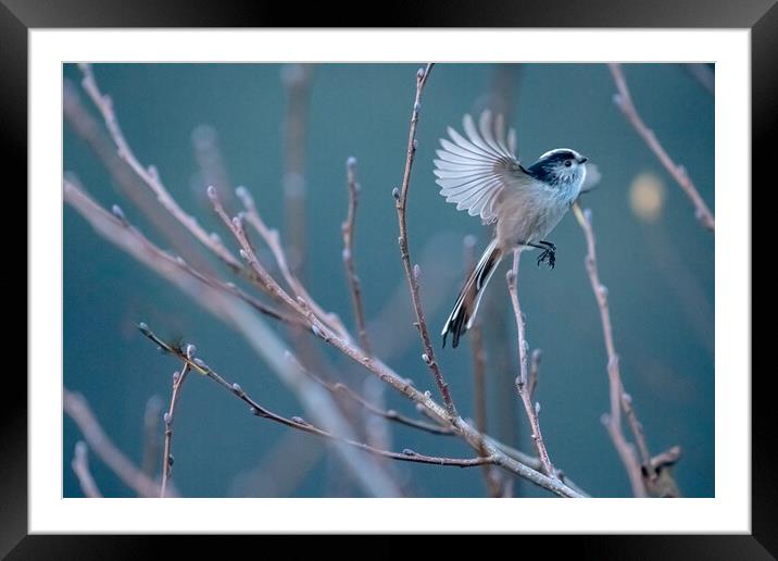 Long Tailed Tit Framed Mounted Print by Duncan Loraine