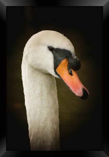 Close Up of a Swan Framed Print by Duncan Loraine