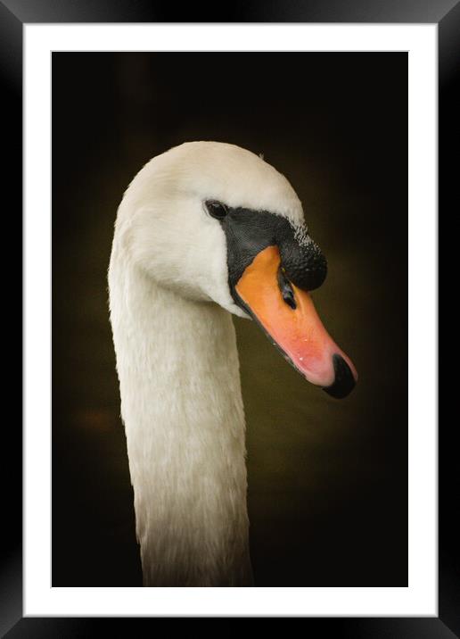 Close Up of a Swan Framed Mounted Print by Duncan Loraine