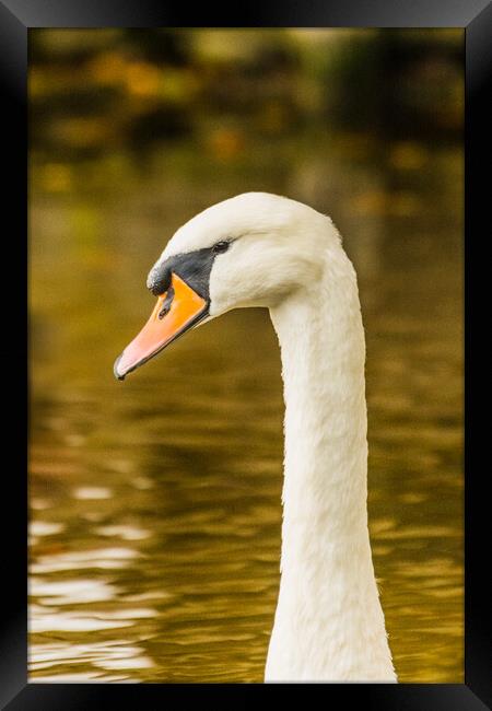 Swan  Framed Print by Duncan Loraine