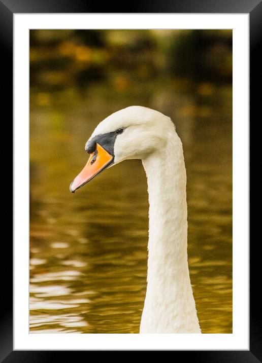Swan  Framed Mounted Print by Duncan Loraine