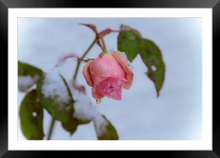 Frozen Rose Framed Mounted Print by Duncan Loraine