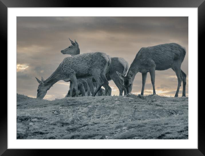 Grazing Deer Framed Mounted Print by Duncan Loraine