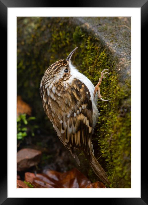 Tree Creeper Framed Mounted Print by Duncan Loraine