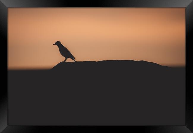 Silhouette of a Starling  Framed Print by Duncan Loraine