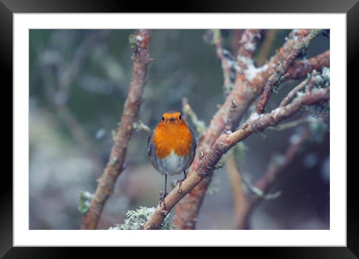 A small bird perched on a tree branch Framed Mounted Print by Duncan Loraine