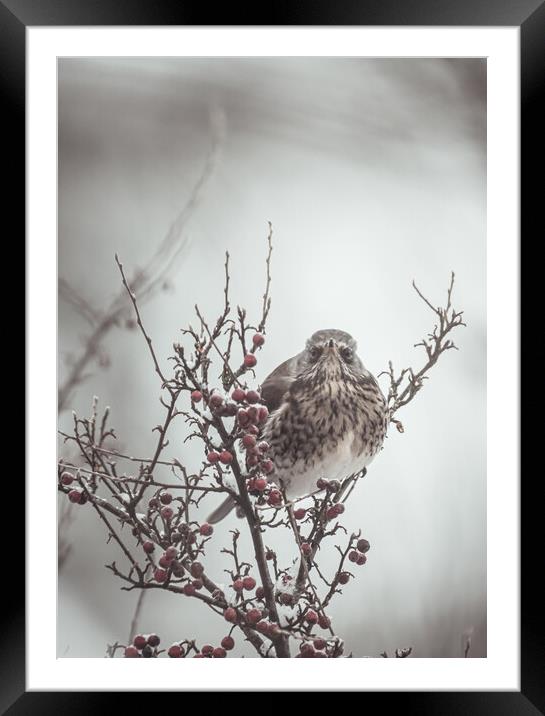 A Bird in a Berry Tree Framed Mounted Print by Duncan Loraine