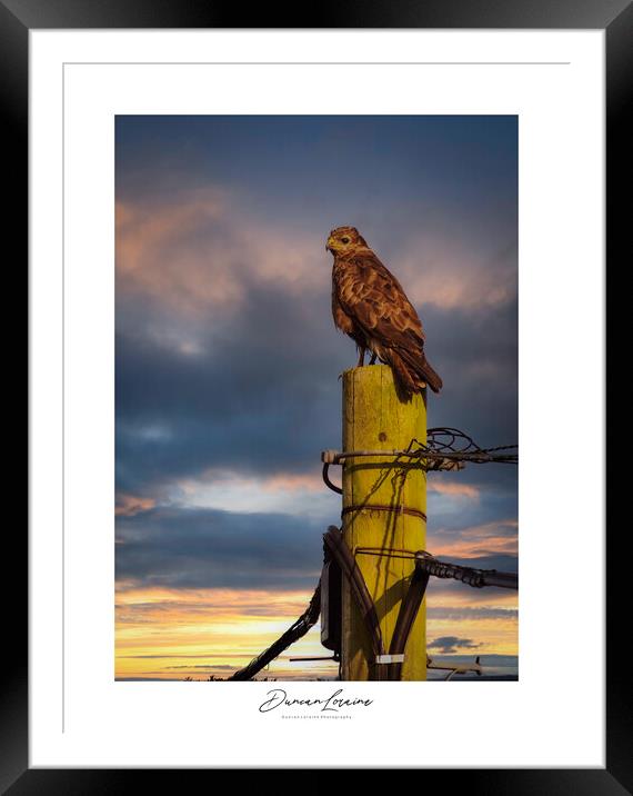 Signed Buzzard Print Framed Mounted Print by Duncan Loraine