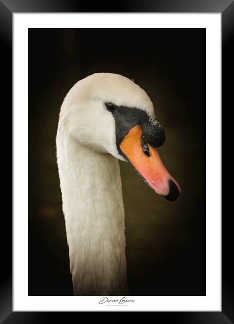 Swan Signed Print Framed Print by Duncan Loraine