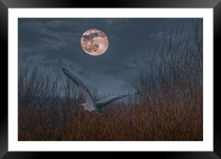 Heron in the Moonlight Framed Mounted Print by Duncan Loraine