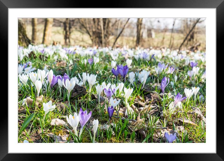 Crocuses on the field in winter Framed Mounted Print by Sergio Delle Vedove