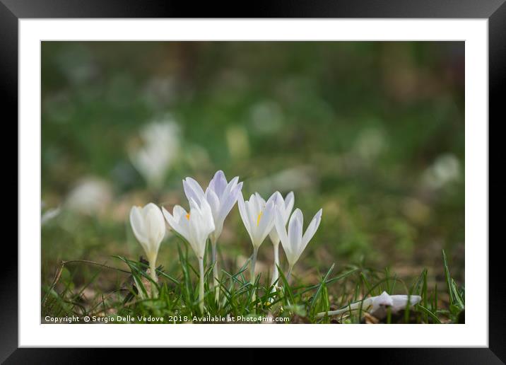 White crocuses Framed Mounted Print by Sergio Delle Vedove