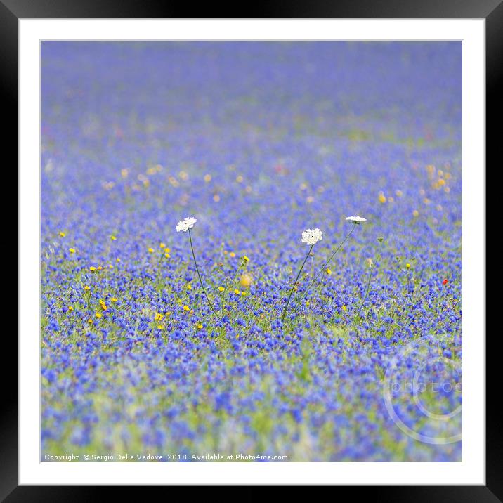 blue flowers Framed Mounted Print by Sergio Delle Vedove