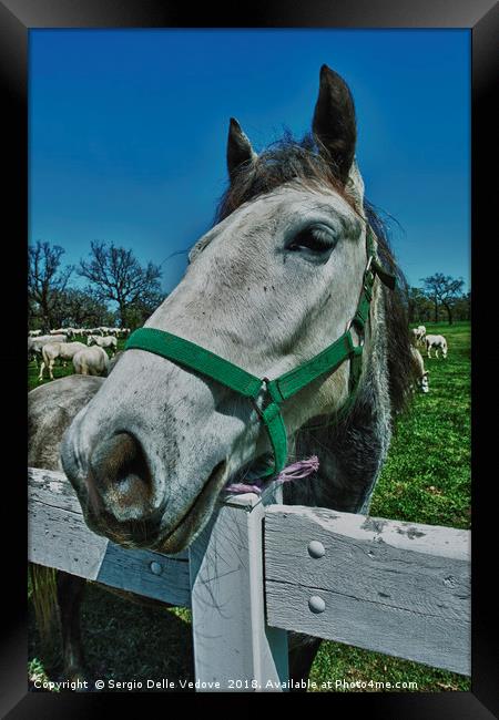White Lipizan horse Framed Print by Sergio Delle Vedove
