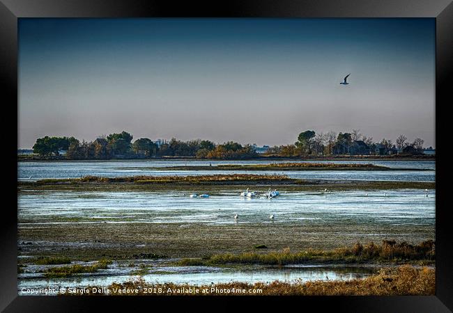 The lagoon in Camargue park Framed Print by Sergio Delle Vedove