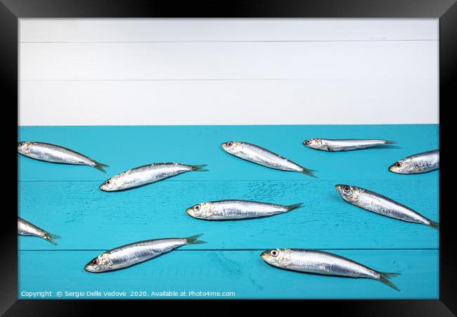 Sardines on a blue table Framed Print by Sergio Delle Vedove