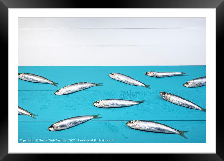 Sardines on a blue table Framed Mounted Print by Sergio Delle Vedove