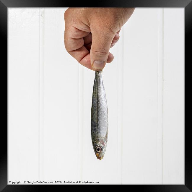 a hand held a sardine Framed Print by Sergio Delle Vedove
