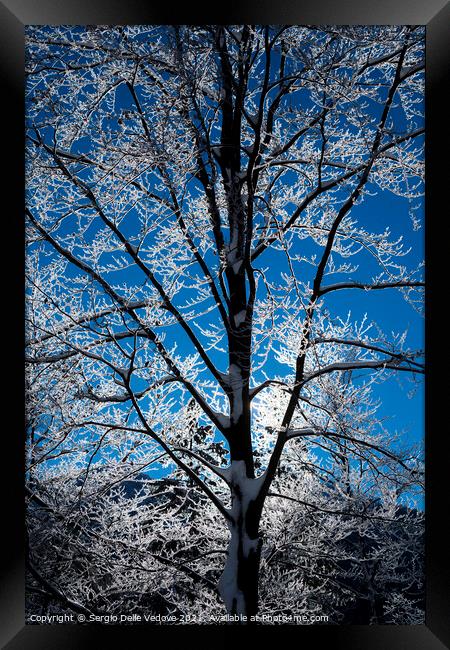 branches of snow-covered trees Framed Print by Sergio Delle Vedove