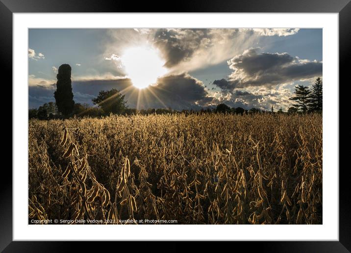 field at sunset Framed Mounted Print by Sergio Delle Vedove