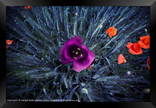 Colored poppies Framed Print by Sergio Delle Vedove