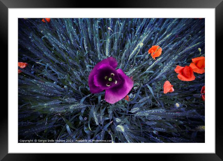 Colored poppies Framed Mounted Print by Sergio Delle Vedove