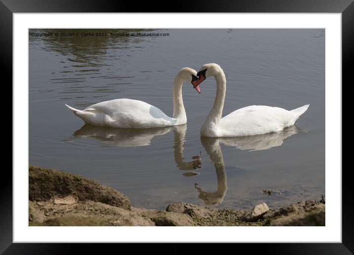 Swans at Pagham Framed Mounted Print by Stuart C Clarke