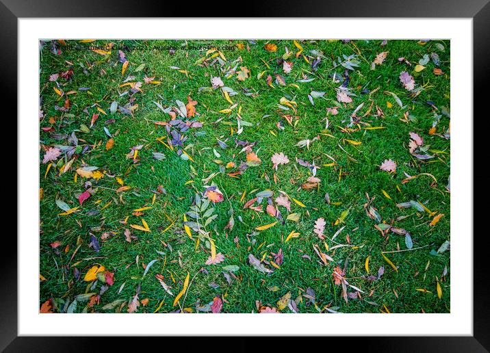 Autumnal colour Framed Mounted Print by Stuart C Clarke