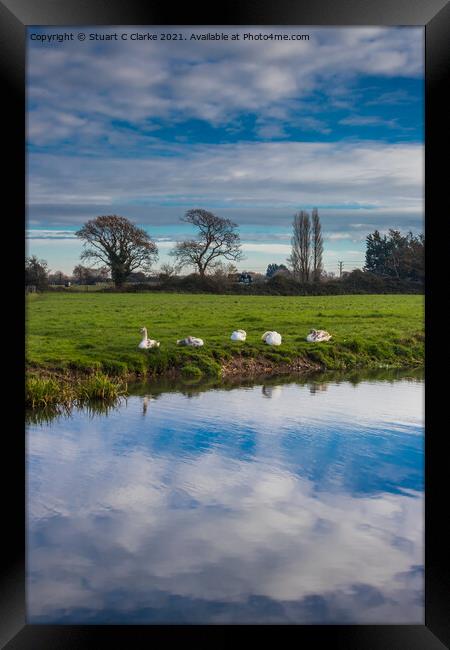 Swans on the canal Framed Print by Stuart C Clarke