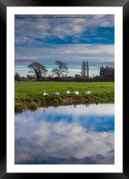Swans on the canal Framed Mounted Print by Stuart C Clarke