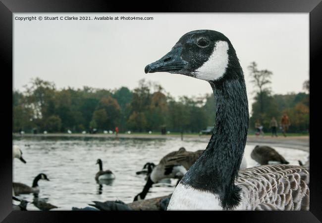 Canadian Goose Framed Print by Stuart C Clarke
