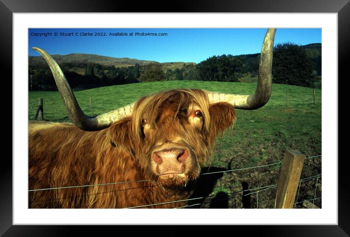 Highland cattle Framed Mounted Print by Stuart C Clarke