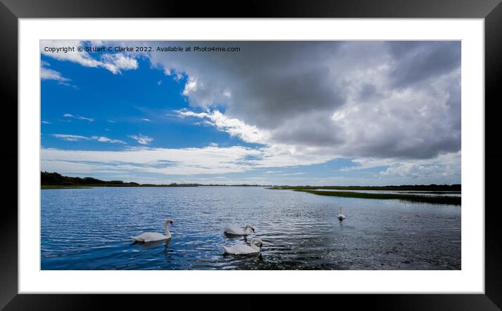 Pagham swans Framed Mounted Print by Stuart C Clarke