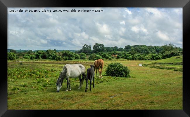 New Forest ponies Framed Print by Stuart C Clarke