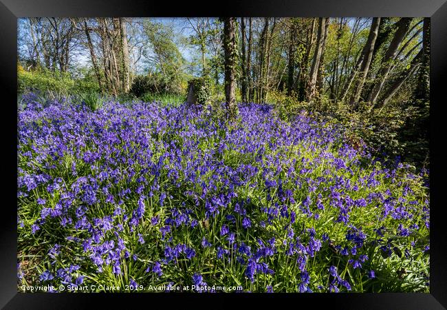 Bluebell woods Framed Print by Stuart C Clarke