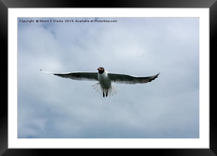 Black-headed gull Framed Mounted Print by Stuart C Clarke